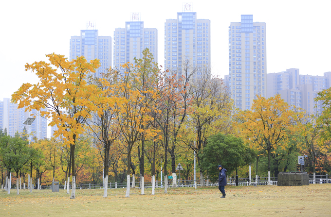 城市秋色(金卫国摄影).JPG